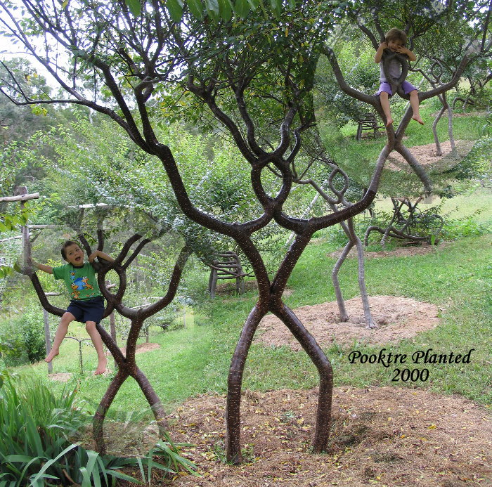 Kids in Pooktre people trees